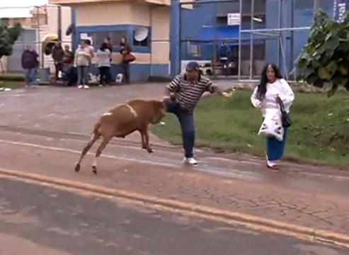 Un mouton sème la terreur au Brésil