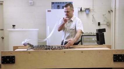 What Crocs on Treadmills Can Teach Us About Dinosaurs