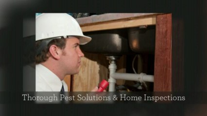 Termite Control Roswell | SWAT Services Call (678) 905-7517