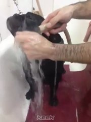Paula 11er. Keek bañando a Moro ¿placer o sufrimiento - 27 de Mayo