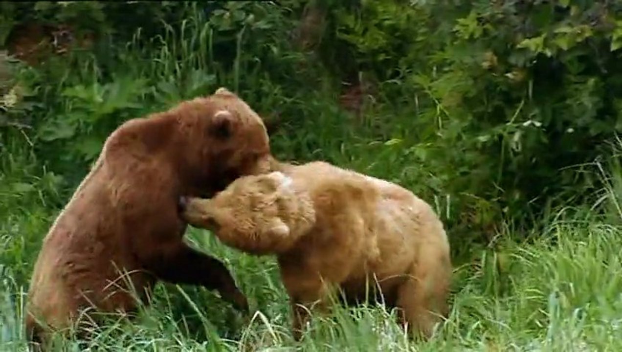 BBC | Ayılar ve Ormanda ki Casus