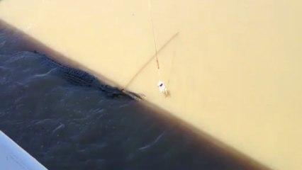 jumping croc cruise 1