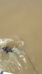 jumping croc cruise 2