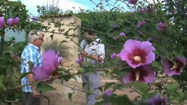 Etnobotànica a les Terres de l'Ebre