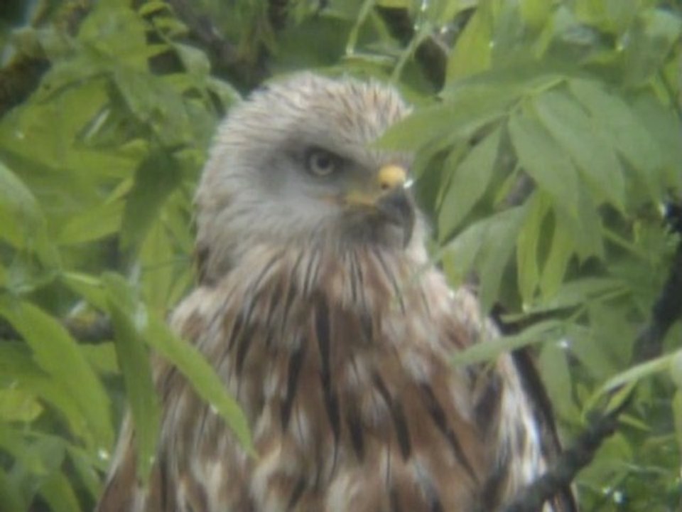 Le milan royal 19.05.2013