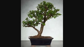 Ftd Dwarf Jade Bonsai