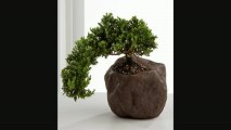 Ftd Stunning Summits Green Mound Juniper Bonsai