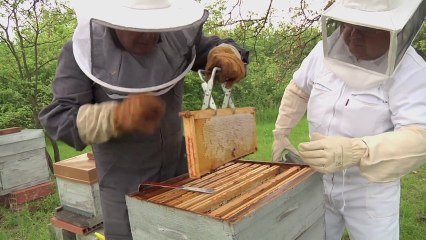 Les satellites chassent le frelon