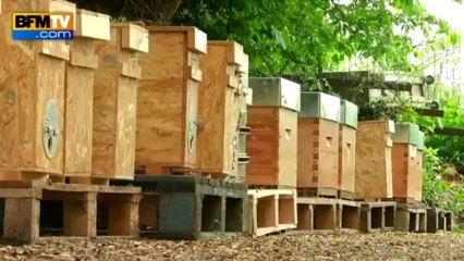 Les abeilles de plus en plus menacées - 28/05