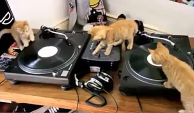 Some talented kittens on DJ turntable decks - Must watch