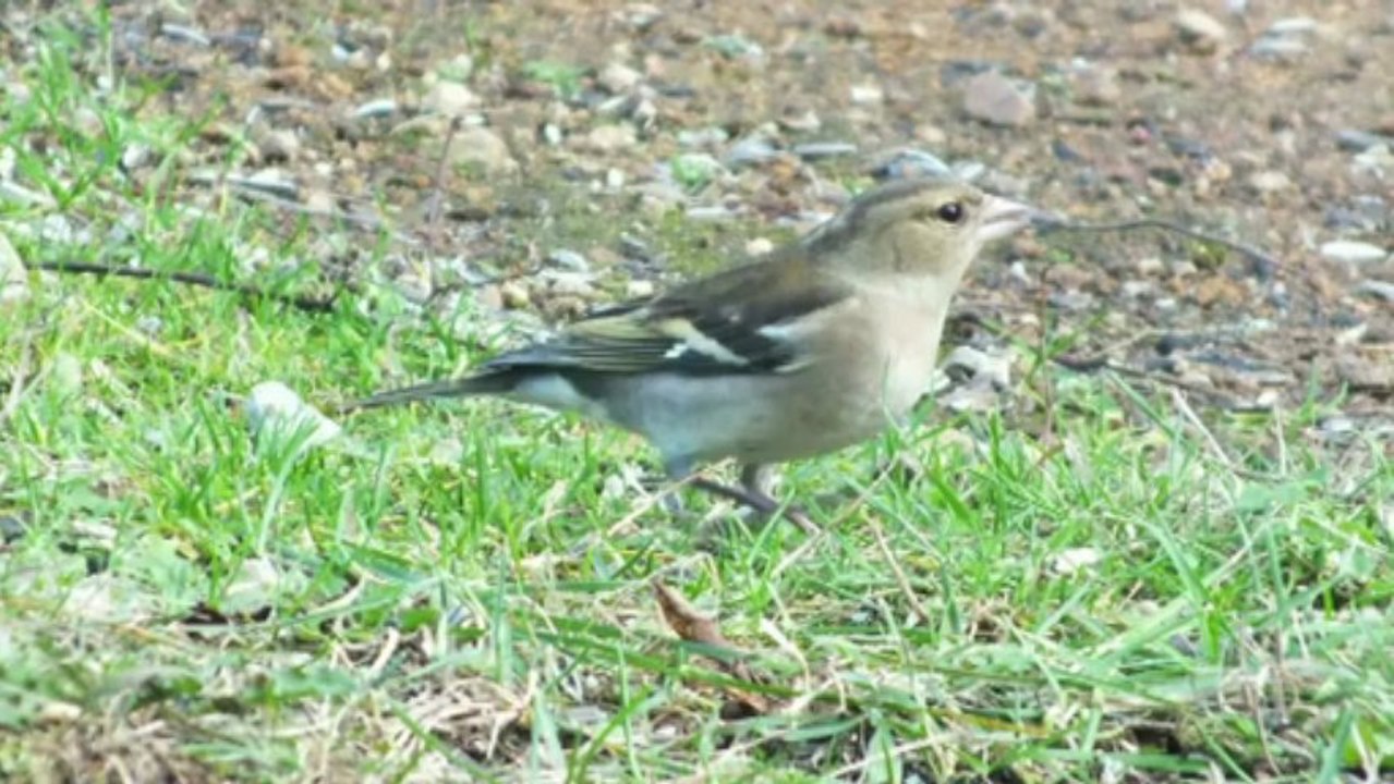 Oiseaux de mon jardin (YT)