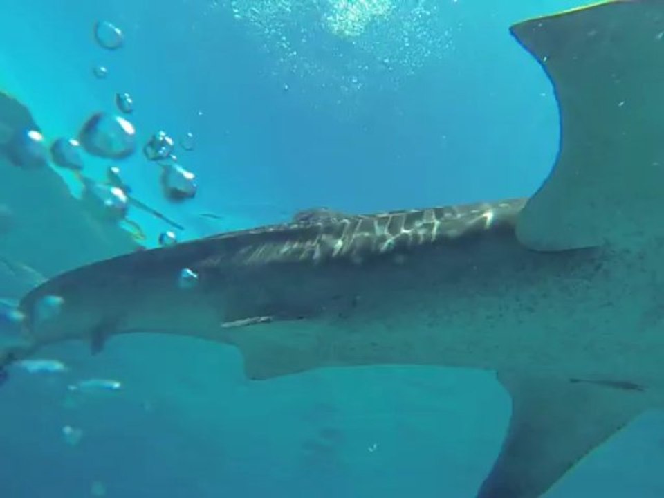 Whale Sharks Group I