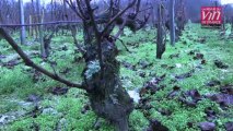 Les meilleurs vins rouges de Loire : Présentation de 