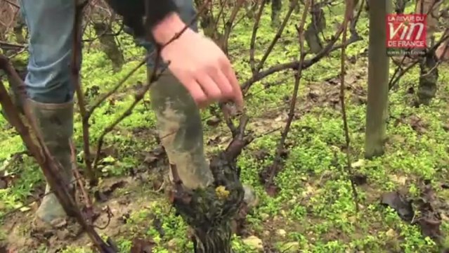 Les meilleurs vins rouges de Loire : Présentation de Vendanges Entières 2010 (Domaine Vincent Pinard)