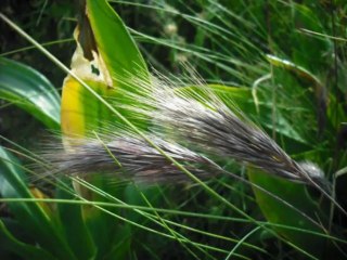 Il était une fois... un jardin