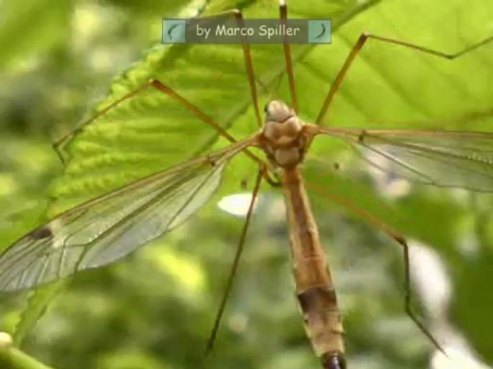 Tipula - Crane Flies