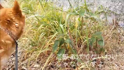 草食系男子(･･?