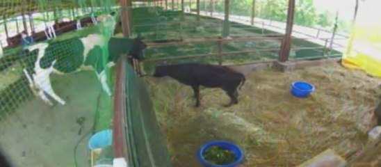 20130528  昼前のいちごちゃんと福ちゃんのチュー