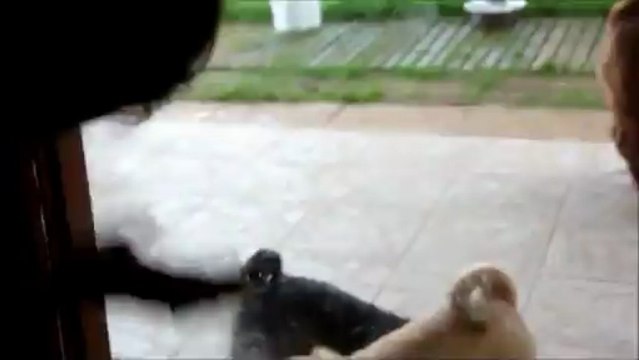 Lavage de vitres selon Maya