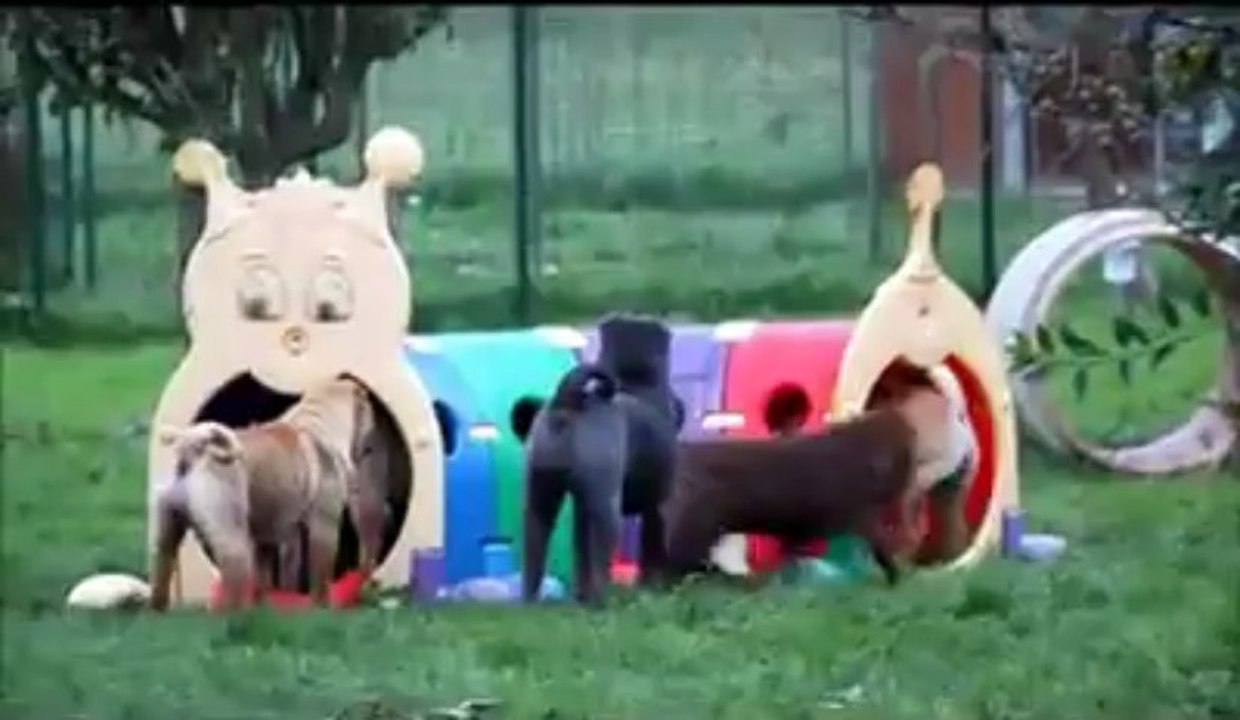 Pam - Bout-en-train ;o)