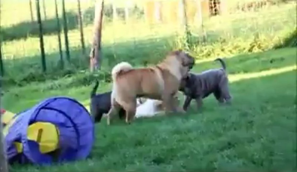 Honey & les bebes - Episode 1