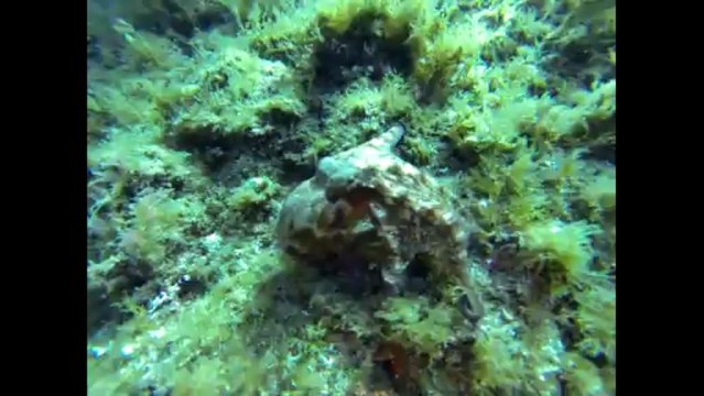 Plongée Nitrox Confirmé Petit Moure La Ciotat