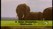 Discovery na Escola - Guia Completo: Elefantes e Grandes Primatas [Discovery Channel]