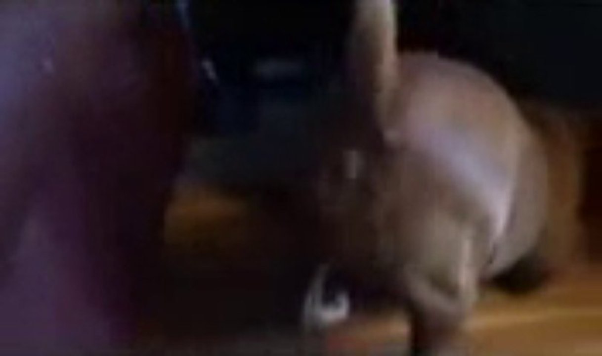 A dog barking by the anus!! Funny dog video..