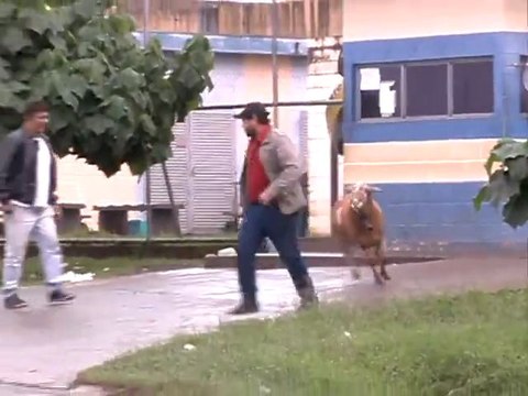 Attaque d'un mouton fou au brésil.... Tellement drôle!