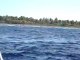 Rencontre d'une baleine à bosse et des dauphins à Rangiroa en Polynésie Française