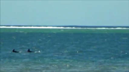 Dauphins à Raiatea