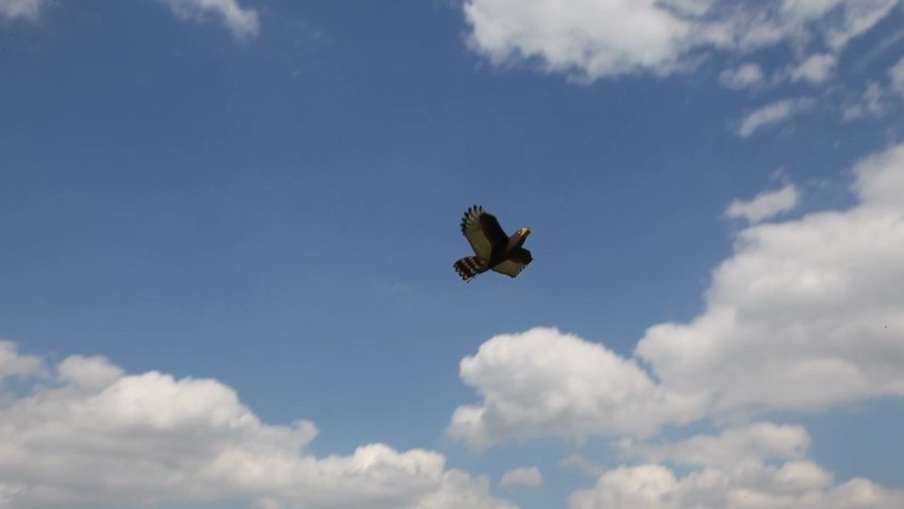 Luc et son aigle