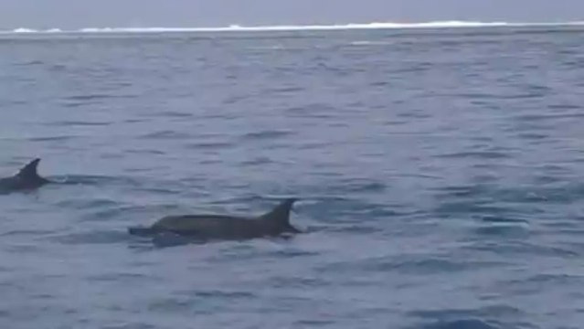 CLAN DE DAUPHINS SPINER DANS LE LAGON DE MOOREA....