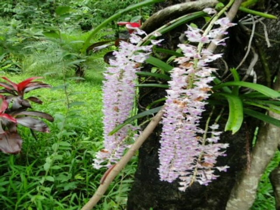 flowers of india orchids- flowers of India photos