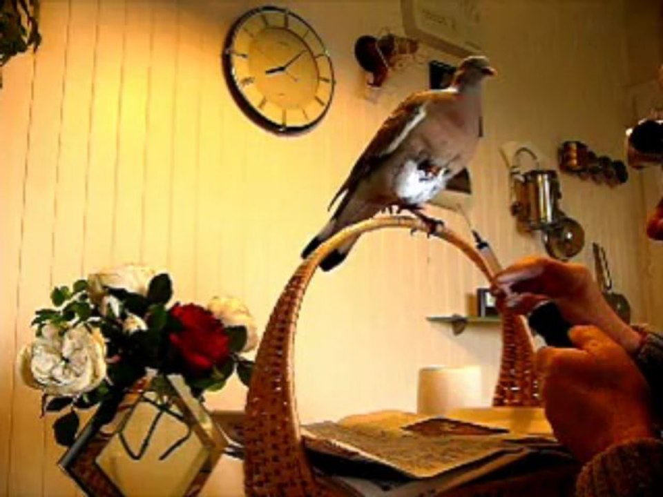 Bétatine et Coco 01