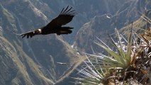 Condors au canyon du Colca (HD)