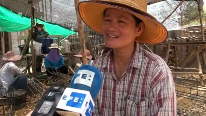 El colorido mundo de los obreros tailandeses toma las calles
