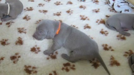 Moi Miss Orange pas contente!!!