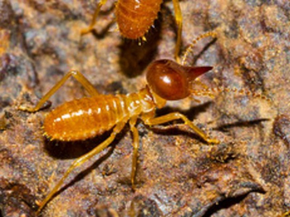 Diagnostic immobilier Levallois-Perret