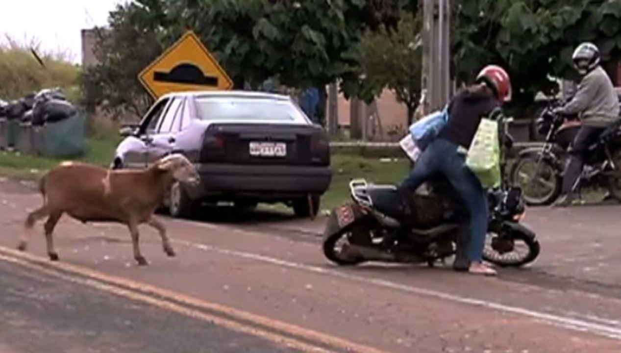 Fou rire : une chèvre s'évade et s'attaque aux villageois !