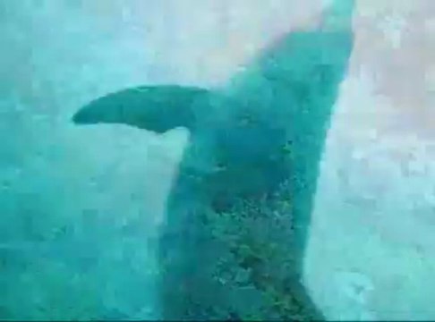 Kadıköy günlük kiralık daire ev 05426834113 sahibinden kadıköy istanbul anadolu günlük kiralık sahibinden apart pansiyon otel rezidans kadıköy sahibinden evler