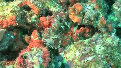 Eden Plongée en Guadeloupe HD