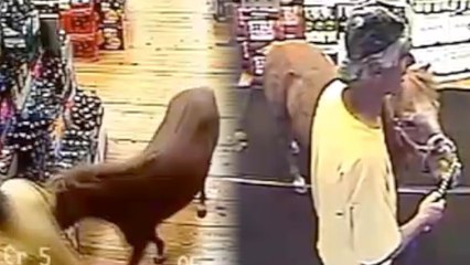 Look At This Shetland Pony in a Liquor Store