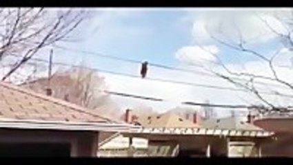 Clever Raccoon Walks On Power Lines
