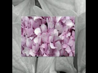 Ljubisa Pavkovci i NO RTS-a - Podigni si, bre, neveste dulaceto!