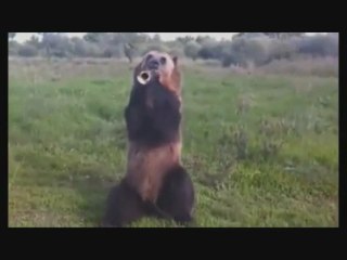 Cet ours est doté d'incroyables talents