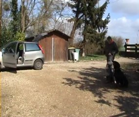 Tenue de chien... Que faire avec son chien