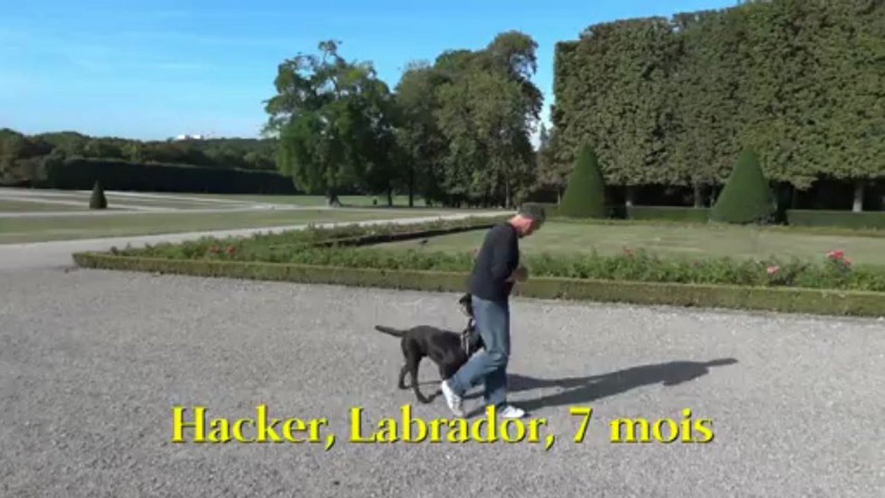 Tenue de Chien... Marche en laisse sur chiens divers 1 2013-05-27