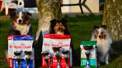 Dust sélection championnat de France d'agility 2013