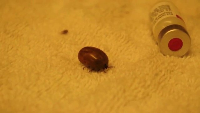 Explosion d'une tique